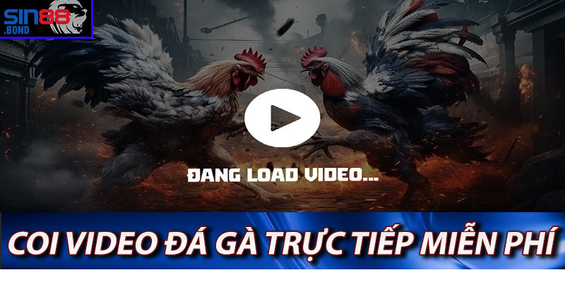 Coi trực tiếp đá gà miễn phí