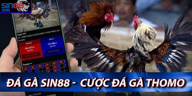 Đá Gà Sin88 - Trang Cá Cược Đá Gà Thomo Campuchia Số 1