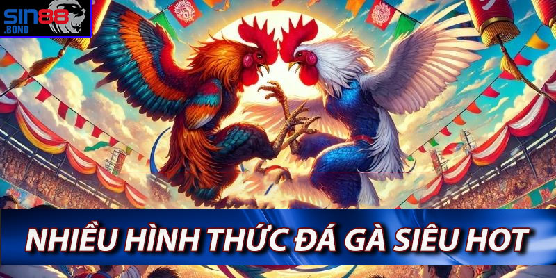 Sin88 cung cấp nhiều hình thức đá gà siêu hấp dẫn